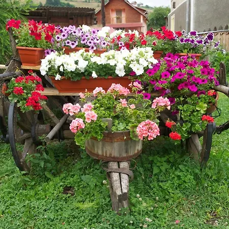 Pensiunea Aurora Guest house *